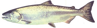 Pacific Chinook (King) Salmon